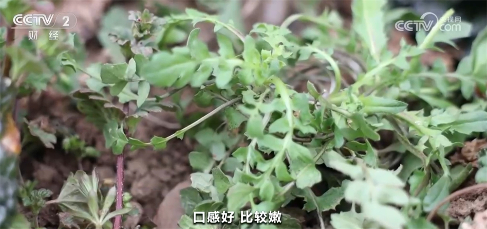 春……雨水时节 迎接春天的“仪式感”拉满AG真人国际游戏地米菜尝鲜、“耍春牛”闹(图4)