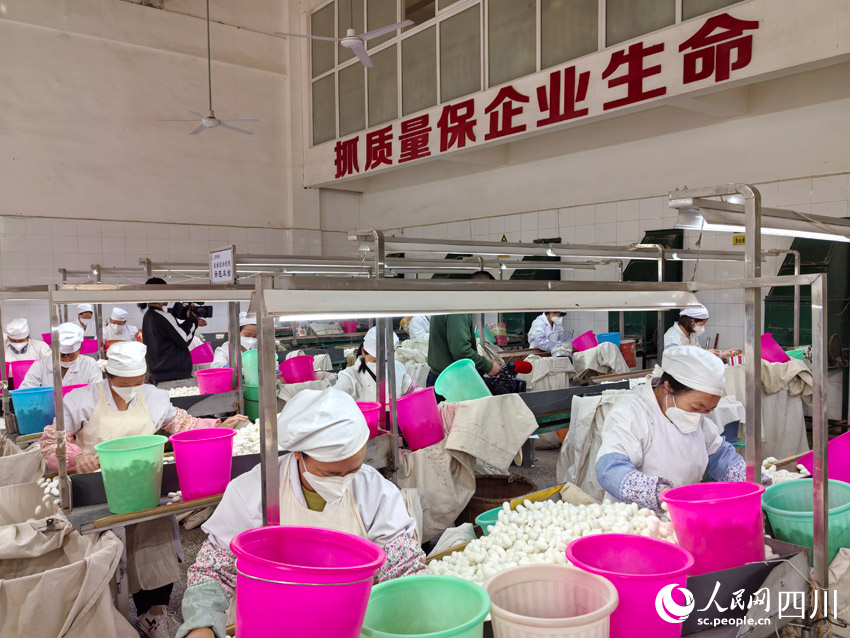 路”：盯住小桑叶发展大思路AG真人娱乐南丝路上“南丝